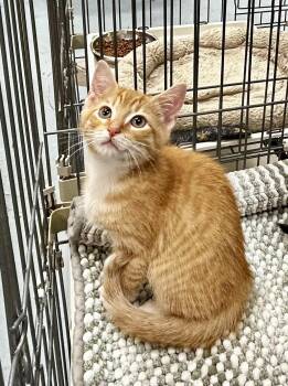 Blaze - Meet me at Fancy Paws -  Domestic Short Hair Cat for Adoption in Elkins, West Virginia - Blaze - Meet Me At Fancy Paws | PetCurious