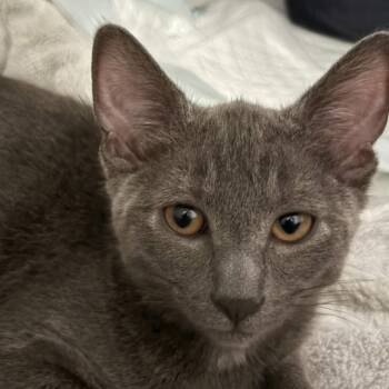 Nico -  Domestic Short Hair Cat Available for Adoption - Nico | PetCurious