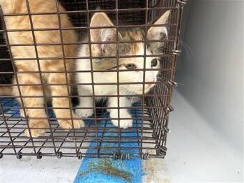 Rescue Domestic Short Hair Cats for Adoption in Houston, Texas - A644383 | PetCurious