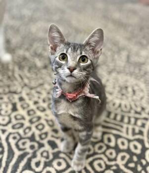 Cordelia (pre adopt) -  Domestic Short Hair Cat for Adoption in Fort Worth, Texas - Cordelia (pre Adopt) | PetCurious
