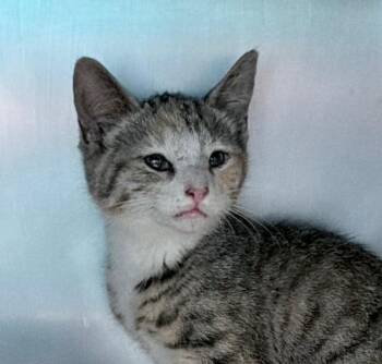 Indiana -  Domestic Short Hair Cat for Adoption in Burnsville, North Carolina - Indiana | PetCurious