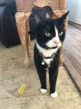 Tuxedo Cats Available for Adoption in Winnipeg, Manitoba - Roo | PetCurious