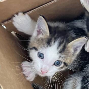 Twyla -  Domestic Medium Hair Cat for Adoption in Philadelphia, Pennsylvania - Twyla | PetCurious