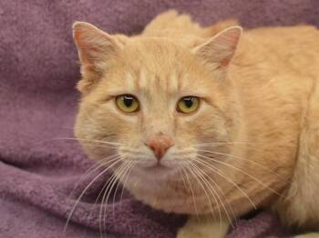 Domestic Short Hair Cats Available for Adoption - Garfield | PetCurious