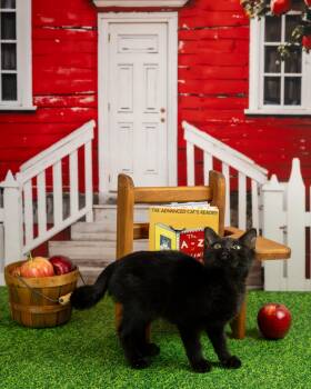 Sheba -  Domestic Short Hair Cat for Adoption in Lapeer, Michigan - Sheba | PetCurious