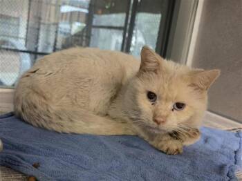 AEGON TARGARYEN -  Domestic Short Hair Cat for Adoption in San Antonio, Texas - AEGON TARGARYEN | PetCurious