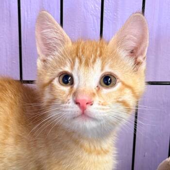 Maze -  Domestic Short Hair Cat for Adoption in Redwood Valley, California - Maze | PetCurious