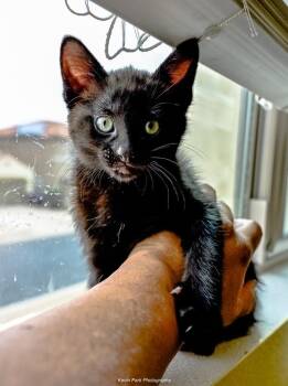 Yo-Yo -  Domestic Short Hair Cat Available for Adoption in Green Valley, Arizona - Yo-Yo | PetCurious