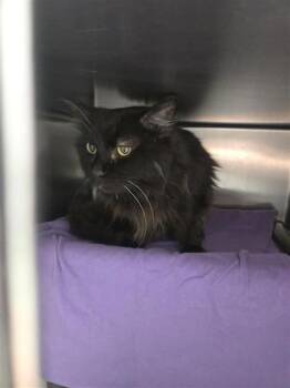 Violette -  Domestic Short Hair Cat for Adoption in Montreal, Quebec - Violette | PetCurious