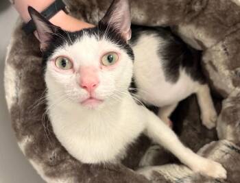 Polka -  Domestic Short Hair Cat for Adoption in Toronto, Ontario - Polka | PetCurious