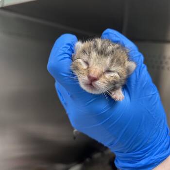 Chowder -  Domestic Short Hair Cat for Adoption in Indianapolis, Indiana - Chowder | PetCurious