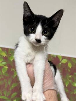 MEDINA -  Domestic Short Hair Cat for Adoption in San Antonio, Texas - MEDINA | PetCurious