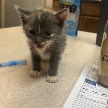 Baseball -  Domestic Short Hair Cat for Adoption in Hinesville, Georgia - Baseball | PetCurious
