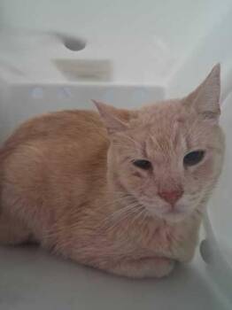 Domestic Short Hair Cats Available for Adoption in Sevierville, Tennessee - Belly | PetCurious