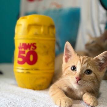 Chief -  Domestic Short Hair Cat for Adoption in Brownsboro, Alabama - Chief | PetCurious