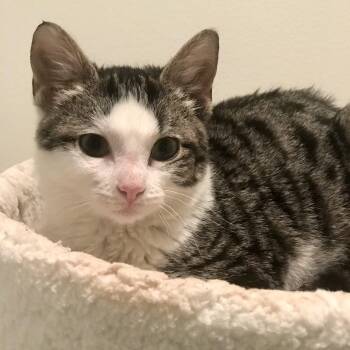 Tabby and Domestic Short Hair Cats Available for Adoption - Cuddlebug | PetCurious