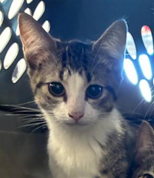 SUMMER -  Domestic Short Hair Cat for Adoption in Palmetto, Florida - SUMMER | PetCurious