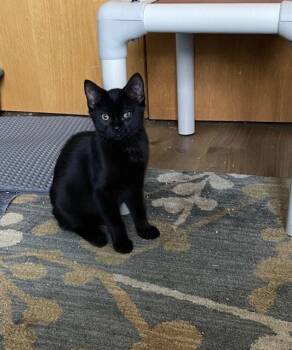 Rescue Domestic Short Hair Cats for Adoption in Fort Collins, Colorado - Shade | PetCurious