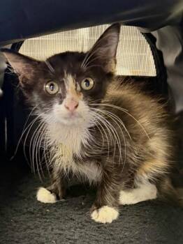 Poppy -  Domestic Medium Hair and Domestic Short Hair Cat for Adoption in San Antonio, Texas - Poppy | PetCurious