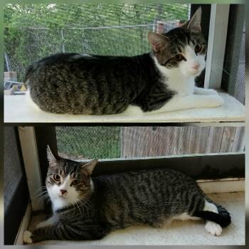 Domestic Short Hair Cats Available for Adoption in St. Louis, Missouri - Mikey And Cole | PetCurious