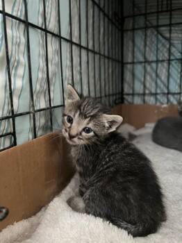 Meeny -  Domestic Short Hair Cat for Adoption in Mcpherson, Kansas - Meeny | PetCurious