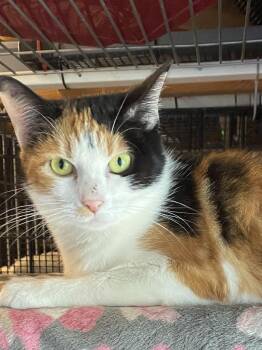 Avalanche -  Calico Cat for Adoption in Stanwood, Washington - Avalanche | PetCurious