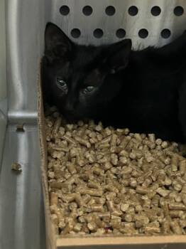 Key Lime -  Domestic Short Hair Cat for Adoption in Kansas City, Missouri - Key Lime | PetCurious