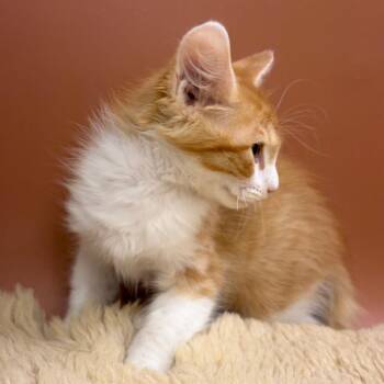 Chucky -  Domestic Short Hair Cat for Adoption in San Antonio, Texas - Chucky | PetCurious