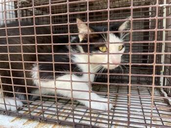 Domestic Short Hair Cats Available for Adoption in Houston, Texas - A655832 | PetCurious