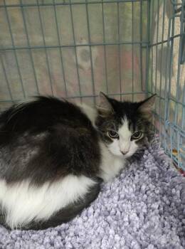 Boris -  Domestic Medium Hair and Domestic Short Hair Cat for Adoption in Gainesville, Florida - Boris | PetCurious