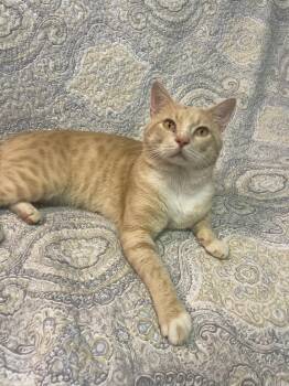 Aragorn -  Domestic Short Hair Cat for Adoption in Nashville, Tennessee - Aragorn | PetCurious