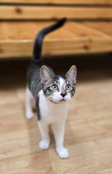 Rescue Domestic Short Hair Cats for Adoption in Woodstock, Illinois - Coal | PetCurious