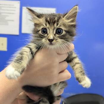 Lucky Shadow -  Domestic Medium Hair Cat for Adoption in Wahiawa, Hawaii - Lucky Shadow | PetCurious