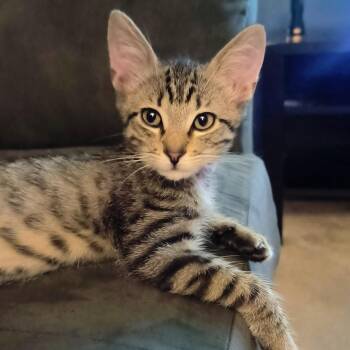 Leo -  Domestic Short Hair Cat for Adoption in Chandler, Arizona - Leo | PetCurious
