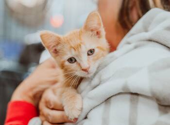 Rescue Domestic Short Hair Cats for Adoption in Le Mars, Iowa - BamBam | PetCurious