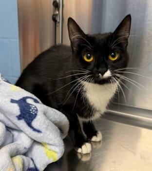 TWEET -  Domestic Short Hair Cat for Adoption in Minneapolis, Minnesota - TWEET | PetCurious
