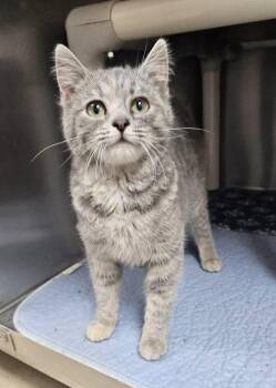 Domestic Short Hair Cats Available for Adoption in Sullivan, Indiana - Raindrop | PetCurious