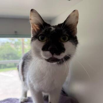 Siggy -  Domestic Short Hair Cat for Adoption in Saint Charles, Missouri - Siggy | PetCurious
