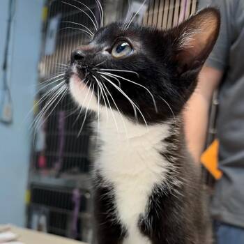 Jackie -  Domestic Short Hair Cat for Adoption in Newport, North Carolina - Jackie | PetCurious
