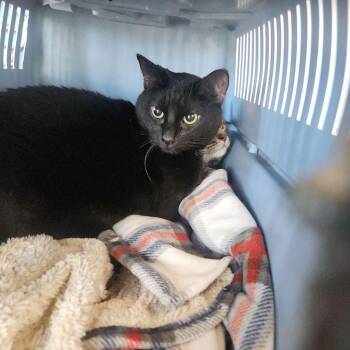 Zona -  Domestic Short Hair Cat for Adoption in Kingman, Arizona - Zona | PetCurious
