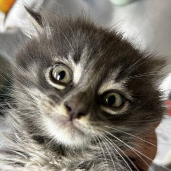 Honmoon -  Domestic Long Hair Cat Available for Adoption in Leander, Texas - Honmoon | PetCurious
