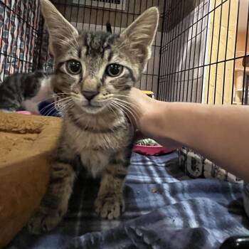 River 3024 -  Domestic Short Hair Cat for Adoption in Boca Raton, Florida - River 3024 | PetCurious