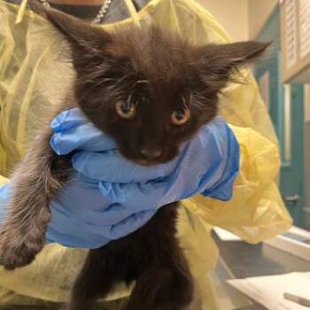 Domestic Short Hair Cats Available for Adoption in Las Vegas, Nevada - VIOLIN | PetCurious
