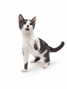 Cashew -  Domestic Short Hair Cat for Adoption in Bowling Green, Kentucky - Cashew | PetCurious