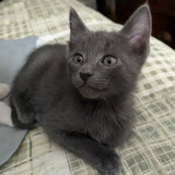 Rescue Domestic Short Hair Cats for Adoption in Aberdeen, Washington - Ceasar | PetCurious