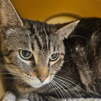 Domestic Medium Hair Cats Available for Adoption - Nym | PetCurious