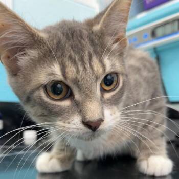 Bob -  Domestic Short Hair Cat for Adoption in Philadelphia, Pennsylvania - Bob | PetCurious