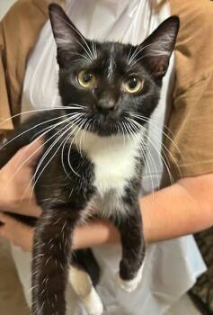 Rescue Domestic Short Hair Cats for Adoption in Morton Grove, Illinois - Prince | PetCurious