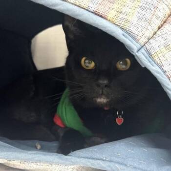Portia -  Domestic Short Hair Cat for Adoption in Lakeland, Florida - Portia | PetCurious