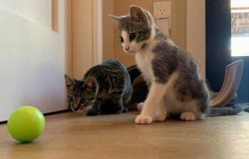 waffles -  Tabby and Domestic Short Hair Cat for Adoption in San Jose, California - Waffles | PetCurious